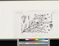 Sphaeranthus senegalensis DC.; original illustration from FWTA