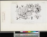 Cordia africana Lam.; original illustration from FWTA