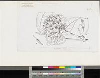 Newbouldia laevis (P.Beauv.) Seem. ex Bureau; original illustration from FWTA
