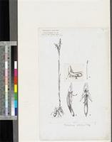 Platycoryne paludosa (Lindl.) Rolfe; original illustration from FWTA