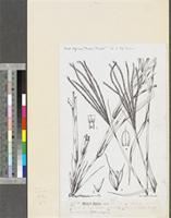 Chloris gayana Kunth; original illustration from FWTA