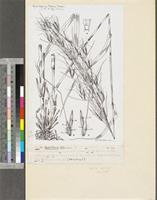 Hyparrhenia rufa (Nees) Stapf var. rufa; original illustration from FWTA