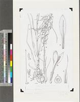 Pitcairnia feliciana (A.Chev.) Harms & Mildbr.; original illustration from FWTA