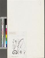Tinospora bakis (A.Rich.) Miers; original illustration from FWTA