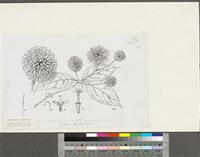 Uncaria africana G.Don; original illustration from FWTA