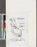 Hypericophyllum multicaule Hutch.; original illustration from FWTA