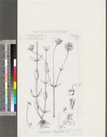 Craterostigma schweinfurthii (Oliv.) Engl.; original illustration from FWTA