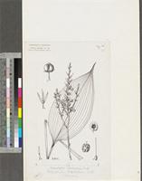 Chlorophytum orchidastrum Lindl.; original illustration from FWTA
