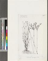 Fimbristylis ferruginea (L.) Vahl; original illustration from FWTA