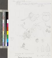 Polystachya lawrenceana Kraenzl. original illustration from Flora Zambesiaca
