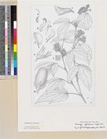 Flemingia grahamiana Wight & Arn. original illustration from Flora Zambesiaca