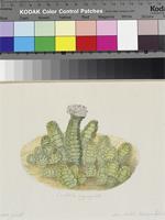 Crassula aggregata original illustration by Francis Masson