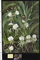A Native Orchid and Butterflies, Mahe, Seychelles