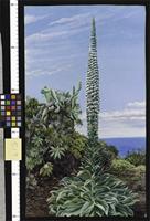 A Species of Bugloss, Teneriffe