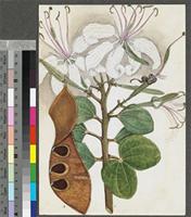Bauhinia petersiana Bolle original illustration from the 'Trees of Central Africa'