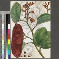 Piliostigma thonningii (Schumach.) Milne-Redh. original illustration from the 'Trees of Central Africa'
