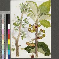 Turraea nilotica Kotschy & Peyr. original illustration from the 'Trees of Central Africa'