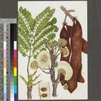 Albizia rhodesica Burtt Davy original illustration from the 'Trees of Central Africa'