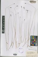 Type? of Hordeum brevisubulatum (Trin.) Link subsp. nevskianum (Bowder) Tzvelev [family GRAMINEAE]