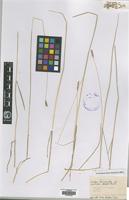 Type? of Hordeum brevisubulatum (Trin.) Link subsp. nevskianum (Bowder) Tzvelev [family GRAMINEAE]