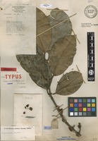 Holotype of Garcinia hendersoniana Whitmore [family GUTTIFERAE]