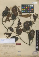 Isotype of Dipterocarpus borneensis Slooten [family DIPTEROCARPACEAE]