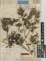 Holotype of Hopea johorensis Symington [family DIPTEROCARPACEAE]