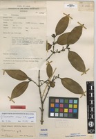 Isotype of Chionanthus crispus Kiew [family OLEACEAE]