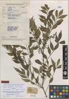 Isotype of Aglaia stellatopilosa Pannell [family MELIACEAE]