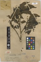 Isotype of Adina rubescens Hemsl. [family RUBIACEAE]