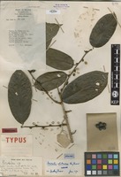 Holotype of Bridelia whitmorei Airy Shaw [family PHYLLANTHACEAE]