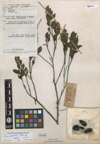Holotype of Diospyros parabuxifolia Ng [family EBENACEAE]