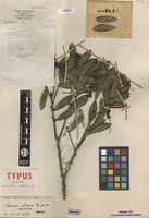 Holotype of Vaccinium whitmorei Ng [family ERICACEAE]