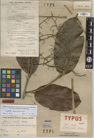 Type of Shorea acuta P.S.Ashton [family DIPTEROCARPACEAE]