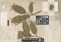 Paratype of Shorea kuantanensis P.S.Ashton [family DIPTEROCARPACEAE]