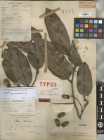 Type of Shorea subcylindrica Slooten [family DIPTEROCARPACEAE]
