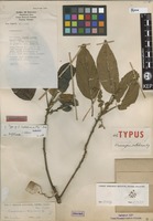 Type of Elaeocarpus sallehiana Ng [family ELAEOCARPACEAE]