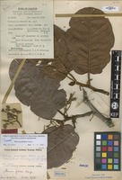 Isotype of Shorea pubistyla P.S.Ashton [family DIPTEROCARPACEAE]