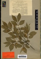 Isotype of Lonicera chrysantha Turcz. ex Ledeb. variety angustifolia Korsh. [family CAPRIFOLIACEAE]