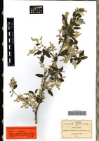 Syntype of Iresine discolor Greenm. [family AMARANTHACEAE]