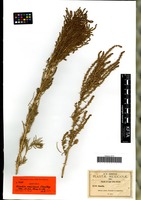 Isotype of Dondia mexicana Standl. [family CHENOPODIACEAE]