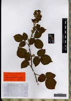 Isotype of Rubus anisacanthos G. Braun [family ROSACEAE]