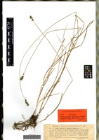 Isotype of Carex pairae F. W. Schultz forma elatior Kneuck. [family CYPERACEAE]