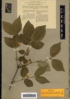 Isotype of Lonicera chrysantha Turcz. ex Ledeb. variety angustifolia Korsh. [family CAPRIFOLIACEAE]