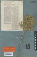 Isotype of Cornulaca korshinskyi Litv. [family CHENOPODIACEAE]
