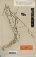 Isotype of Hordeum cordobense Bothmer, N. Jacobsen & Nicora [family POACEAE]