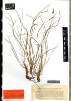 Isotype of Carex montana L. forma pseudopallescens Kneuck. [family CYPERACEAE]