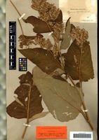 Filed as Polygonum weyrichii F. Schmidt [family POLYGONACEAE]