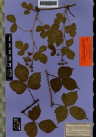 Filed as Rubus adenoleucus Chaboiss. [family ROSACEAE]