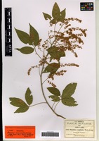 Isotype of Thouinia acuminata S. Watson [family SAPINDACEAE]